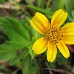 Sphagneticola trilobata Flower