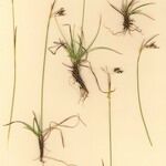 Carex capillaris Tervik taim