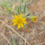 Aspilia mossambicensis Blomst