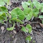 Asarum canadense Liść