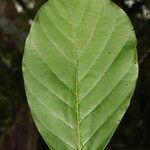 Litsea monopetala Leaf