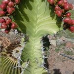 Euphorbia cooperi ഫലം