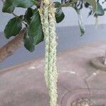 Garrya elliptica Flower