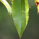 Syzygium cymosum Ліст