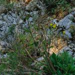 Hieracium amplexicaule Habitus