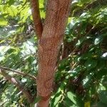 Lonchocarpus punctatus Ŝelo