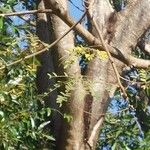 Enterolobium contortisiliquum Corteza