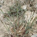 Poa glauca موطن