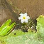Nymphoides indica Maua
