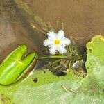 Nymphoides indica Blomst