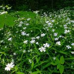 Stellaria holostea Habit