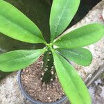 Euphorbia neriifoliaBlad