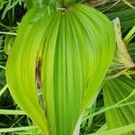 Veratrum lobelianum पत्ता