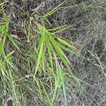 Urochloa eminii 葉