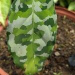 Aglaonema pictum Feuille