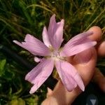 Malva moschataFlor