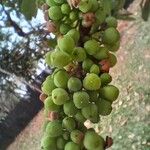 Pera glabrata Plod