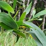 Acacia spirorbis Leaf