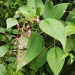 Oxyspora paniculata Blüte