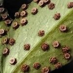 Cyrtomium falcatum 果実