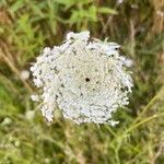 Daucus muricatus Цветок