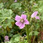 Malva multiflora Virág