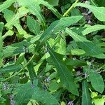 Prenanthes purpurea Folio