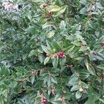 Sarcococca hookeriana Other