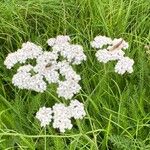 Achillea nobilisFleur