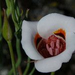Calochortus superbus Flower