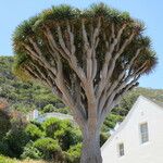 Dracaena draco Habit