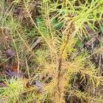 Larix kaempferi Blad