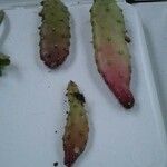 Opuntia triacanthos List