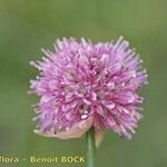 Allium strictum Цветок