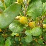 Ficus deltoidea Плод