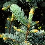 Picea engelmannii Лист