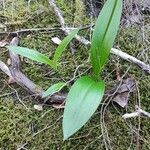 Habenaria tridactylites Hoja