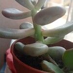 Pachyphytum oviferumبرگ