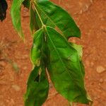 Julbernardia seretii Hoja