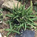 Aloe amudatensis 葉