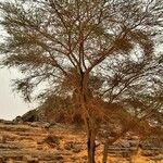 Vachellia seyal Hábito