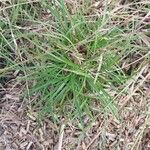 Carex spicata Φύλλο