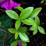 Rhododendron ferrugineum 葉