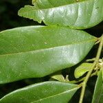 Guatteria dolichopoda Leaf