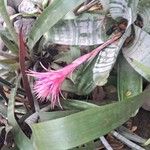 Aechmea fasciata Blatt