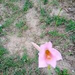 Habranthus robustus Flower