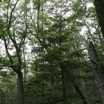 Nothofagus betuloides Habit