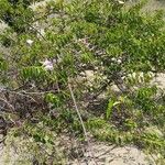 Cryptostegia madagascariensis Habit