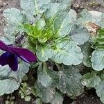 Viola × williamsii Blatt