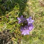 Gentianella ramosa Λουλούδι